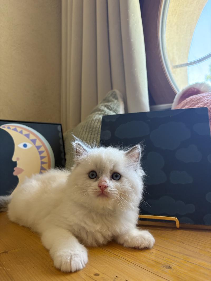 BASIL Le Temple des étoiles Mâle Ragdoll