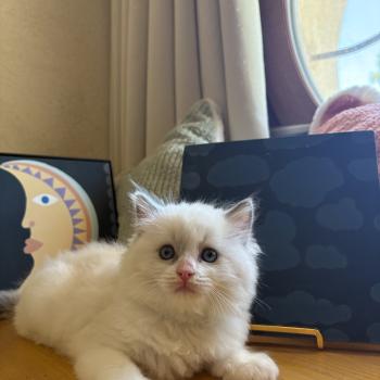 chaton Ragdoll blue bicolor Chatterie Le Temple des étoiles