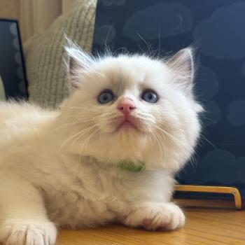 chaton Ragdoll blue bicolor BASIL Chatterie Le Temple des étoiles