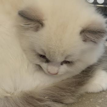 chaton Ragdoll blue bicolor BASIL Chatterie Le Temple des étoiles
