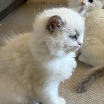 chaton Ragdoll blue bicolor BASIL Chatterie Le Temple des étoiles