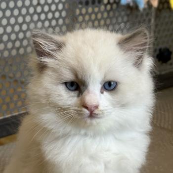 chaton Ragdoll blue bicolor BASIL Chatterie Le Temple des étoiles