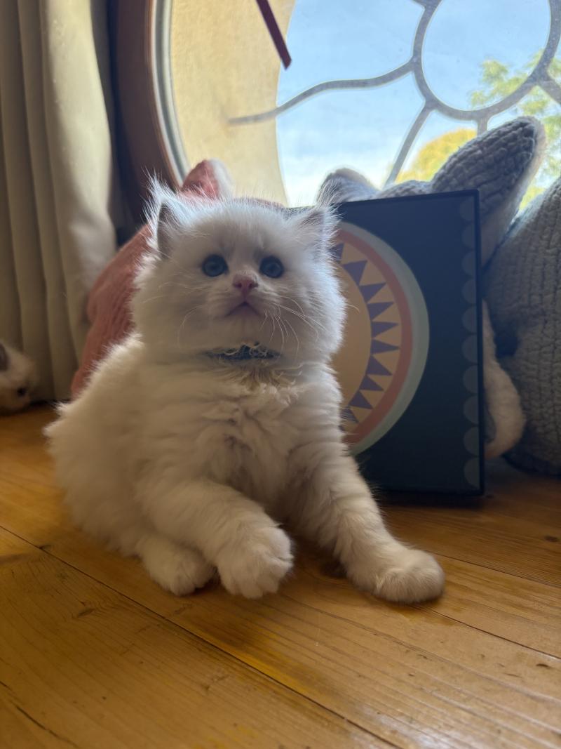 BAYA ASTRA Le Temple des étoiles Femelle Ragdoll
