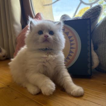 chaton Ragdoll blue bicolor Chatterie Le Temple des étoiles