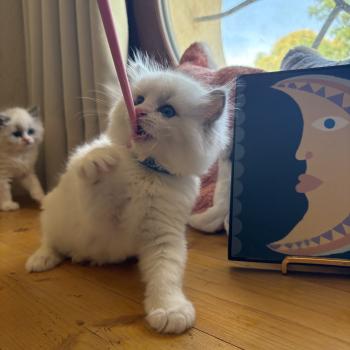 chaton Ragdoll blue bicolor BAYA ASTRA Chatterie Le Temple des étoiles
