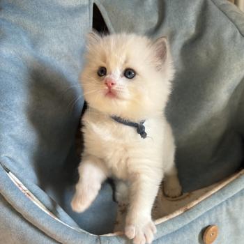chaton Ragdoll blue bicolor BAYA ASTRA Chatterie Le Temple des étoiles