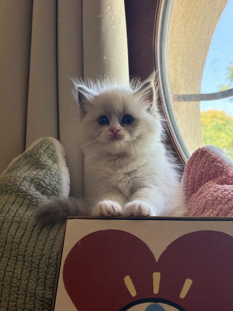 BELLA ESTRELLA Le Temple des étoiles Femelle Ragdoll