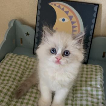 chaton Ragdoll blue bicolor Chatterie Le Temple des étoiles