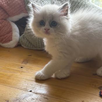 chaton Ragdoll blue bicolor Chatterie Le Temple des étoiles
