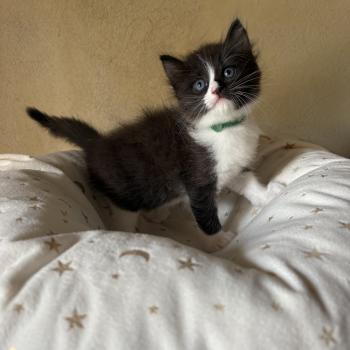 chaton Cherubim black bicolor Chatterie Le Temple des étoiles