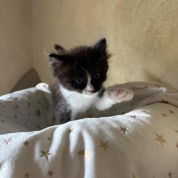 chaton Cherubim black bicolor BRUNE Chatterie Le Temple des étoiles