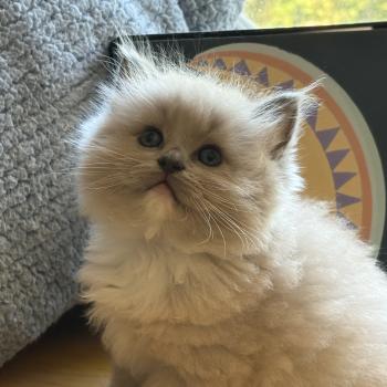 chaton Cherubim blue mink mitted BACH Chatterie Le Temple des étoiles
