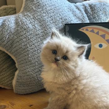 chaton Cherubim blue mink mitted BACH Chatterie Le Temple des étoiles