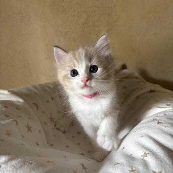 chaton Cherubim seal tabby mink BARRY Chatterie Le Temple des étoiles