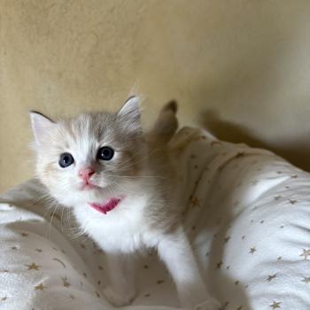 chaton Cherubim seal tabby mink BARRY Chatterie Le Temple des étoiles