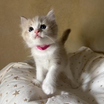 chaton Cherubim seal tabby mink BARRY Chatterie Le Temple des étoiles