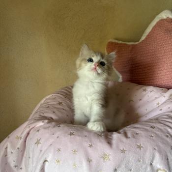 chaton Cherubim seal tabby mink BARRY Chatterie Le Temple des étoiles