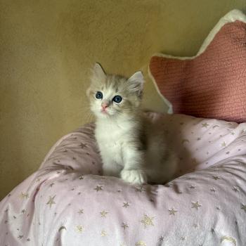 chaton Cherubim seal tabby mink BARRY Chatterie Le Temple des étoiles