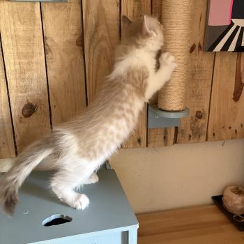 chaton Cherubim seal tabby mink bicolor BARRY Chatterie Le Temple des étoiles