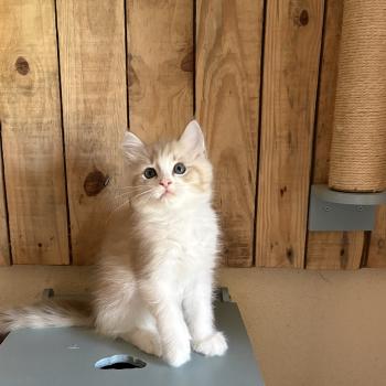 chaton Cherubim seal tabby mink bicolor BARRY Chatterie Le Temple des étoiles