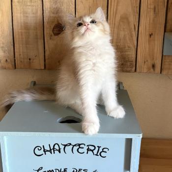 chaton Cherubim seal tabby mink bicolor BARRY Chatterie Le Temple des étoiles
