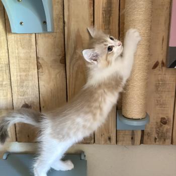 chaton Cherubim seal tabby mink bicolor BARRY Chatterie Le Temple des étoiles