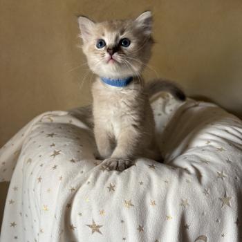 chaton Cherubim brown ticked tabby BECCA Chatterie Le Temple des étoiles