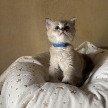 chaton Cherubim seal ticked tabby mink BECCA Chatterie Le Temple des étoiles