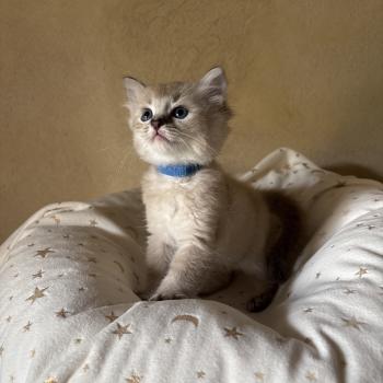 chaton Cherubim seal ticked tabby mink BECCA Chatterie Le Temple des étoiles