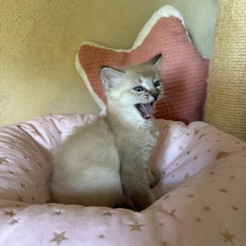chaton Cherubim seal ticked tabby mink BECCA Chatterie Le Temple des étoiles