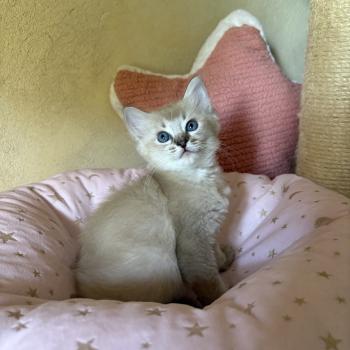 chaton Cherubim seal ticked tabby mink BECCA Chatterie Le Temple des étoiles
