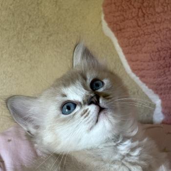 chaton Cherubim seal ticked tabby mink BECCA Chatterie Le Temple des étoiles