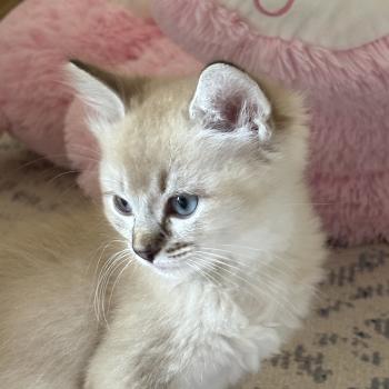 chaton Cherubim seal ticked tabby mink BECCA Chatterie Le Temple des étoiles