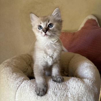 chaton Cherubim seal ticked tabby mink BECCA Chatterie Le Temple des étoiles