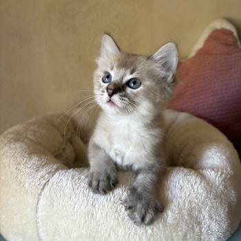 chaton Cherubim seal ticked tabby mink BECCA Chatterie Le Temple des étoiles