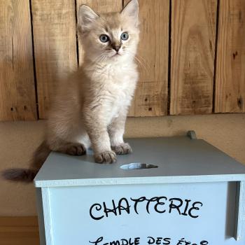 chaton Cherubim seal ticked tabby mink BECCA Chatterie Le Temple des étoiles