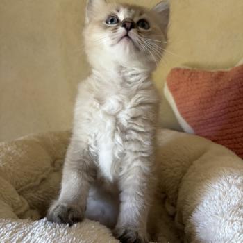 chaton Cherubim seal ticked tabby mink BECCA Chatterie Le Temple des étoiles