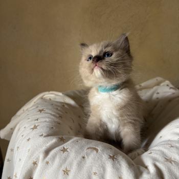 chaton Cherubim seal mink mitted BEETHOVEN Chatterie Le Temple des étoiles