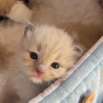 chaton Cherubim seal mink mitted BEETHOVEN Chatterie Le Temple des étoiles
