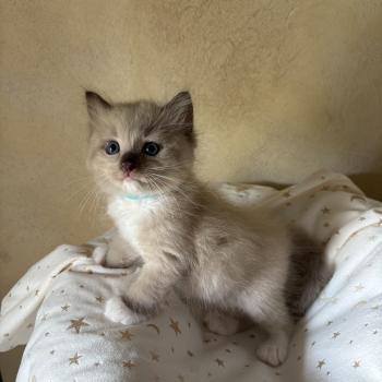chaton Cherubim seal mink mitted BEETHOVEN Chatterie Le Temple des étoiles
