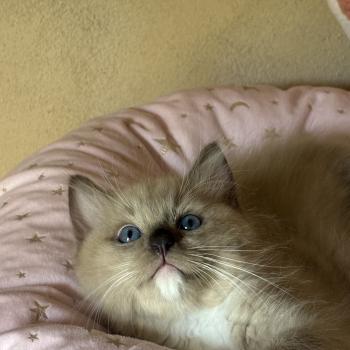 chaton Cherubim seal mink mitted BEETHOVEN Chatterie Le Temple des étoiles