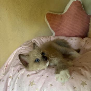 chaton Cherubim seal mink mitted BEETHOVEN Chatterie Le Temple des étoiles