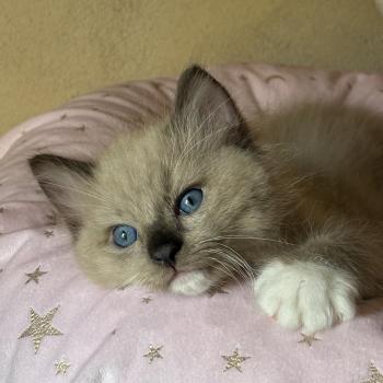 chaton Cherubim seal mink mitted BEETHOVEN Chatterie Le Temple des étoiles