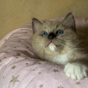 chaton Cherubim seal mink mitted BEETHOVEN Chatterie Le Temple des étoiles