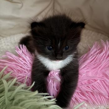 chaton Cherubim black mitted BELTANE Chatterie Le Temple des étoiles