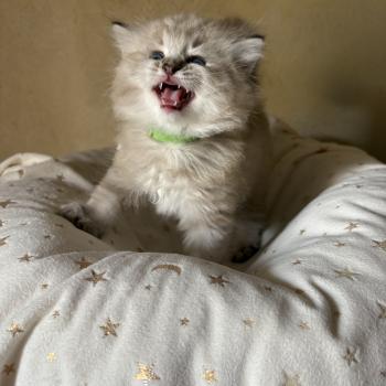 chaton Cherubim seal ticked tabby mink BONNIE Chatterie Le Temple des étoiles