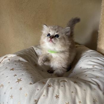 chaton Cherubim seal ticked tabby mink BONNIE Chatterie Le Temple des étoiles