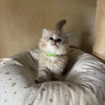 chaton Cherubim seal ticked tabby mink BONNIE Chatterie Le Temple des étoiles