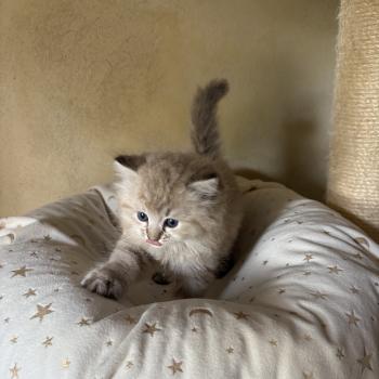 chaton Cherubim seal ticked tabby mink BONNIE Chatterie Le Temple des étoiles
