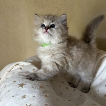 chaton Cherubim seal ticked tabby mink BONNIE Chatterie Le Temple des étoiles